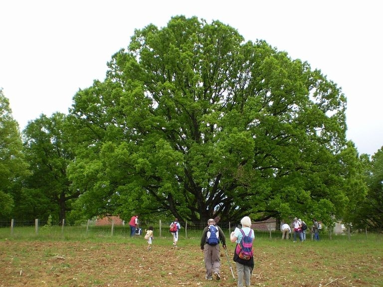 2008 05 Martel, le chêne sans tronc 01